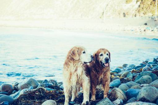 animales mojado perros animales mascotas agua mojada playa rocas