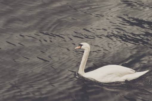 duck duck  bird  water  beak
