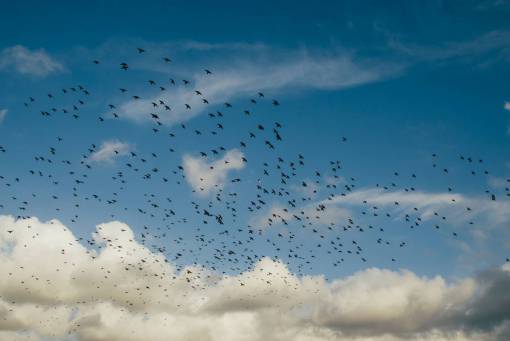 flock-gulls flock  birds  flying  clouds  blue  sky
