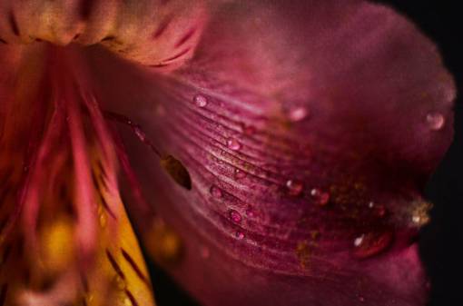 dew flower  drops  wet  macro  spring  petals  bloom