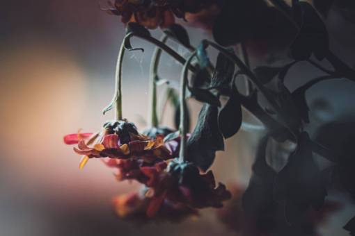 march flowers  garden  close up  wilted  plant  withered  dead