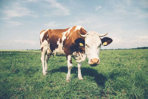 calf green  grass  lawn  field  farm  cow  calf