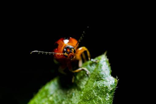 beetle green  leaf  blur  dark  beetle  bug  insect
