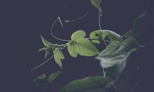 green  leaf  plant  nature  blur  outdoor
