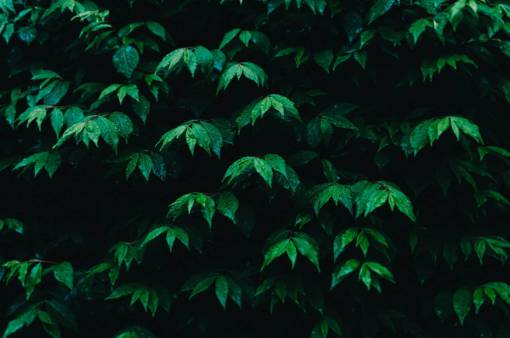 hojas verdes plantas árboles naturaleza granja jardín