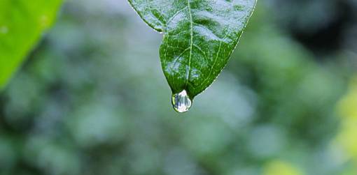 rainy green  leaf  raining  water  rain drop
