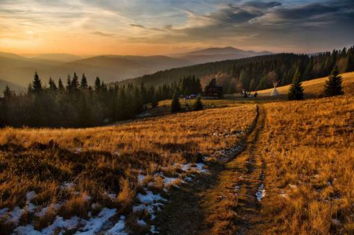highland  grass  trees  plants  forest  landscape  nature