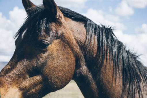 caballos caballo pelo de animal cielo azul nubes soleado