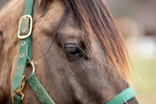 stallion horse  eye  closeup  brown  animal  equine  farm