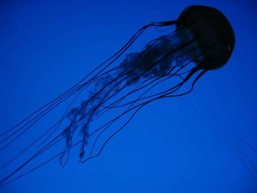 tentacles jelly fish  blue  water  background  sea  ocean  animal