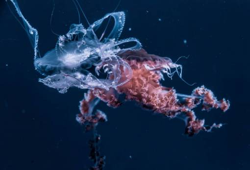 un animal medusa animal acuático océano submarino agua oscura