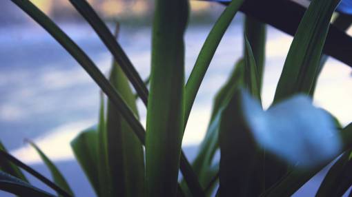 stem-cell leaves  nature  plant  green  veins  bokeh  blur