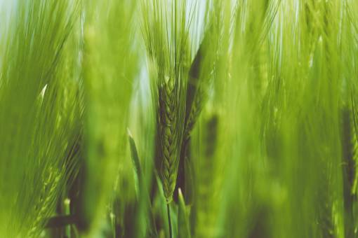 stalks nature  grass  stems  stalks  braids  outdoors  bokeh