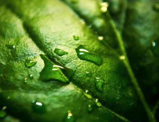 droplets nature  plants  leaves  veins  water  droplets  rain