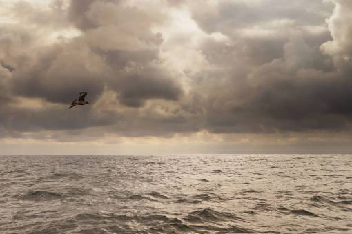 aves océano mar lago agua aves animales cielo