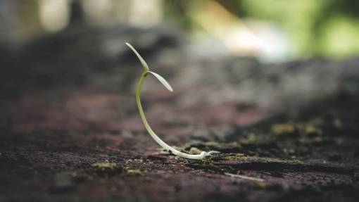 suelo planta naturaleza al aire libre suelo tierra