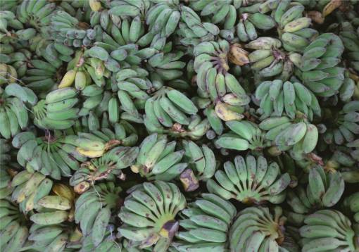 banana plantains  bananas  fruits  food  healthy
