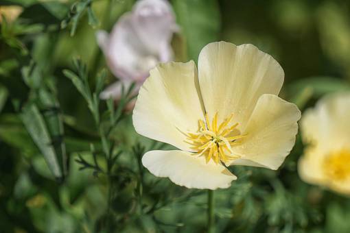 plants  flower  bokeh  blur  garden  leaves  petals