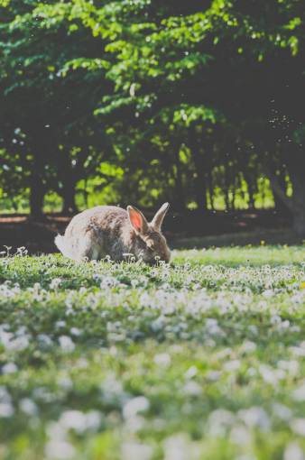 rabbit  pet  animal  green  grass  flowers  blur