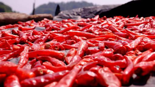 chili red  chili  peppers  spicy  food  ingredient
