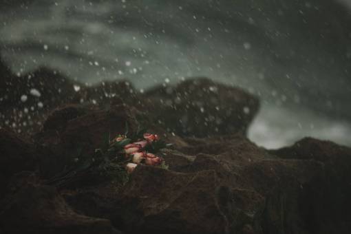 nevado rosas flores ramo rocas al aire libre naturaleza nevando
