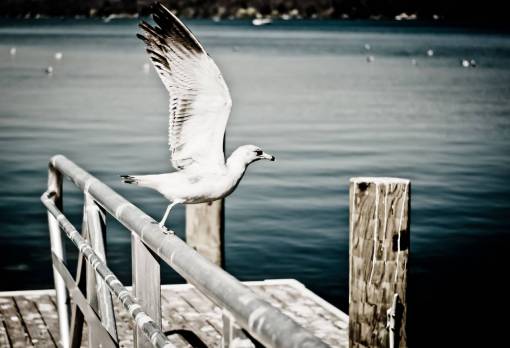 alas gaviota animal pájaro alas pico barandilla madera