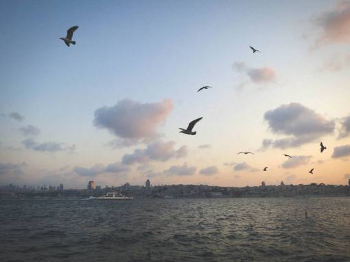 aves gaviotas aves cielo nubes agua barcos costa