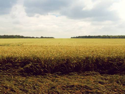 wheat sky  clouds  sun  fields  farm  country  grass