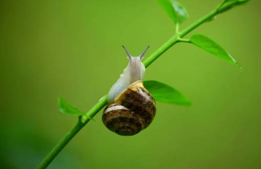 shell snail  garden  plant  green  leaves  nature  shell
