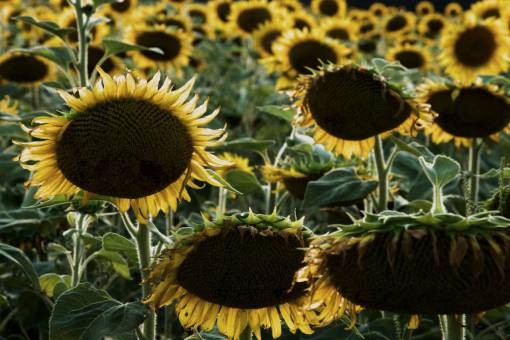crop-plant sunflower  field  summer  spring  yellow  flower  fauna