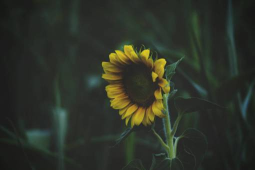 sunflower-sunset sunflower  green  plant  leaf  garden  outdoor  field