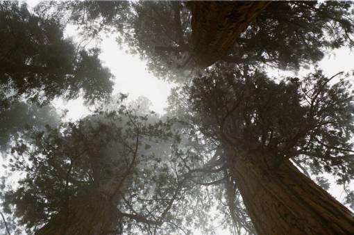 tronco de arbol árboles bosques troncos de árboles corteza cielo