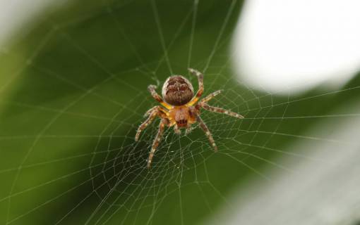 web telaraña blanco insecto telaraña plantas verde
