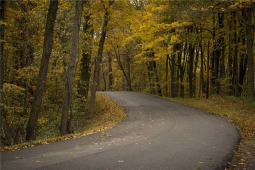 winding  road  pavement  autumn  fall  trees  leaves