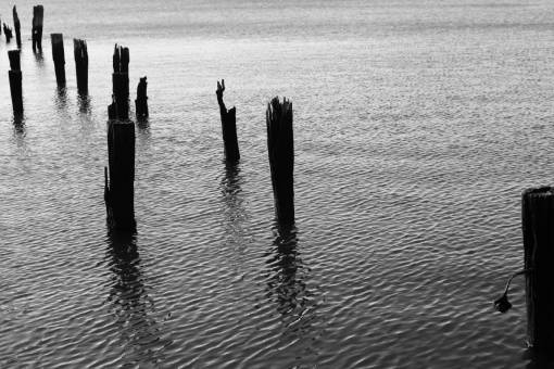 ripple wood  pillars  water  ripples  black and white
