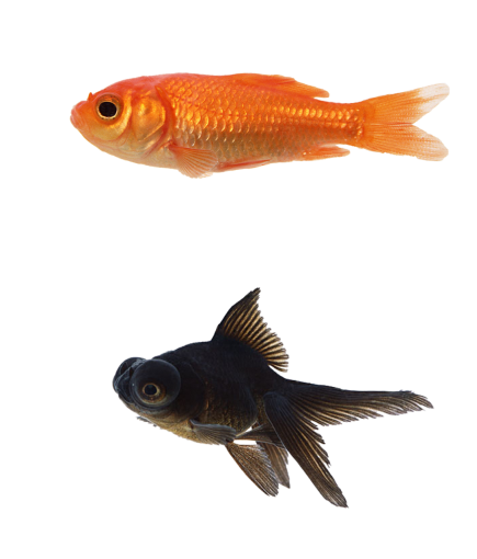  Coral Reef Fish