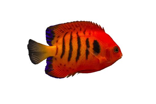  Coral Reef Fish