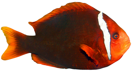  Coral Reef Fish