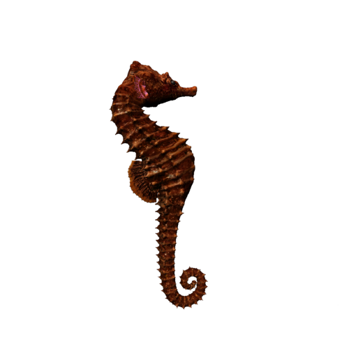 horse  Coral Reef Fish