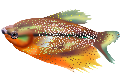 caribbean-city  Coral Reef Fish
