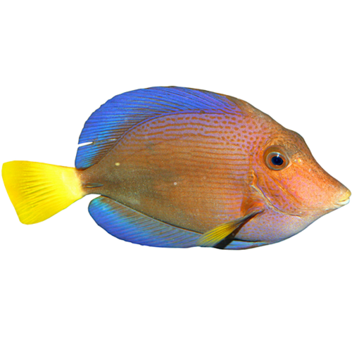 caribbean-city  Coral Reef Fish