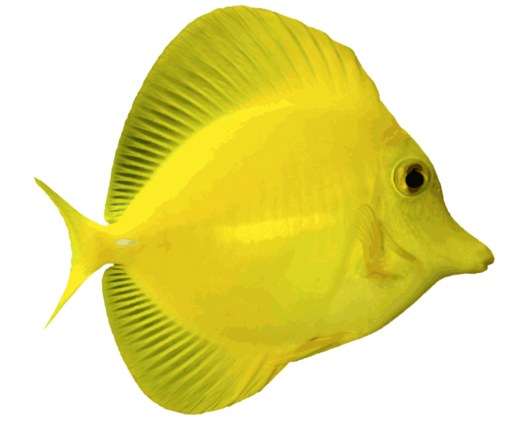 caribbean-city  Coral Reef Fish