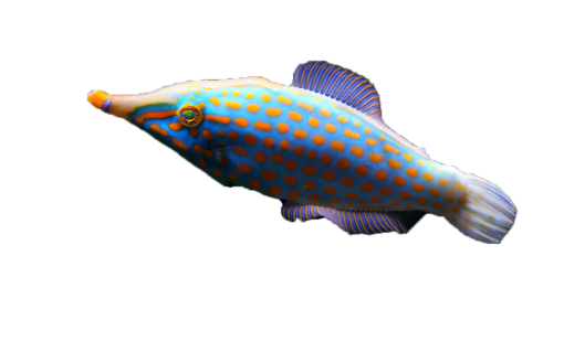 submarine  Coral Reef Fish
