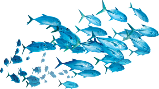 environment  Coral Reef Fish