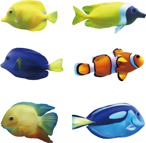 environment  Coral Reef Fish