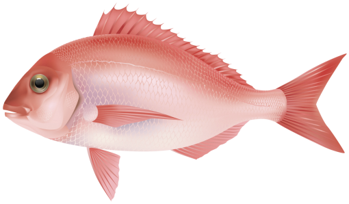 environment  Coral Reef Fish