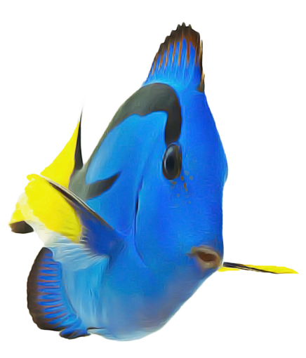 environment  Coral Reef Fish