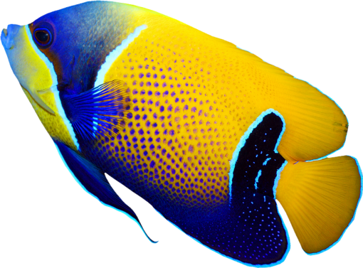 environment  Coral Reef Fish