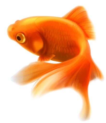 environment  Coral Reef Fish