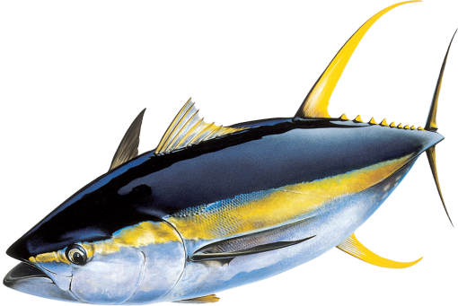 environment  Coral Reef Fish
